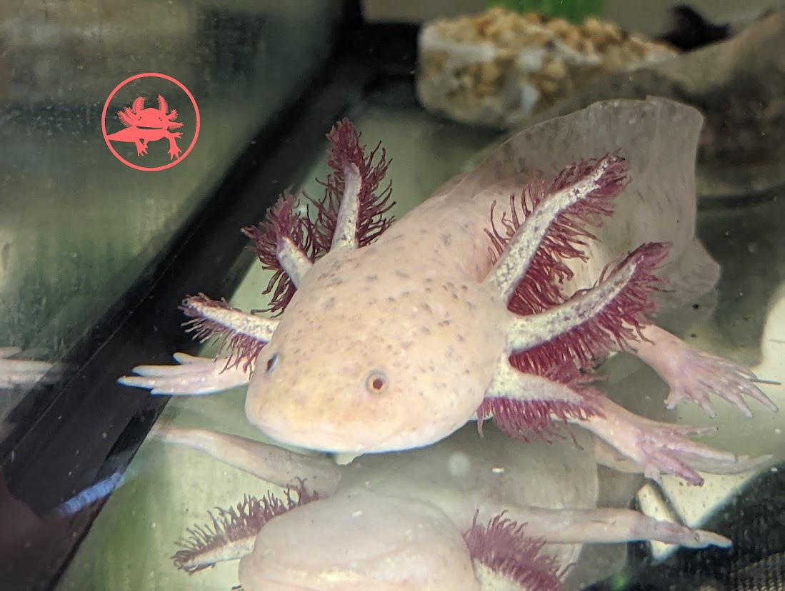 Hypomelanistic axolotl